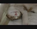 バンザイでくつろぐ猫アイちゃん