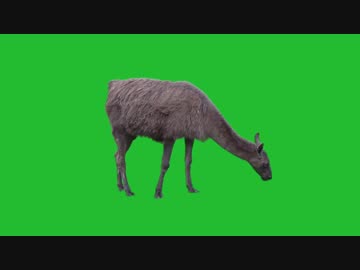 黙々と草を食むアルパカGB