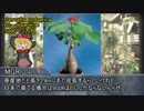 パキカス☆☆