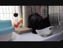 【Jean & Pont 623】保護猫ケージの外からご飯で戻る練習