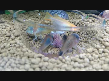 コリドラスの食事風景（イトミミズ）