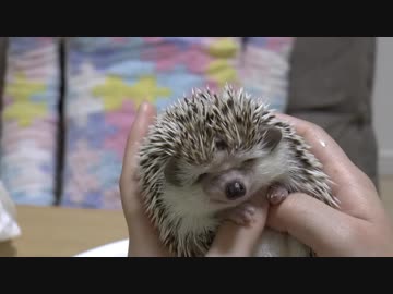 ハリ活.vol 17 ~もち子のエステ~