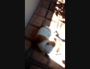 dog basking in the sunlight