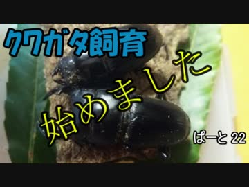 クワガタ飼育始めました　ぱーと22