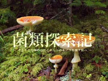 【キノコ狩り_20170730】 菌類探索記 「ハエ軍団の恐怖」