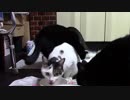 こんしゅうのおやつ【蒼民家の猫々】