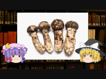 【ペニス】ゆっくり魔理沙と学ぶ夜の生物学９【ゆっくり解説】