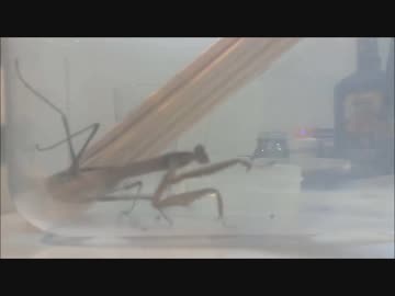 夜中４時にゴキブリが出たのでカマキリに与えてみた　飼育から７日目