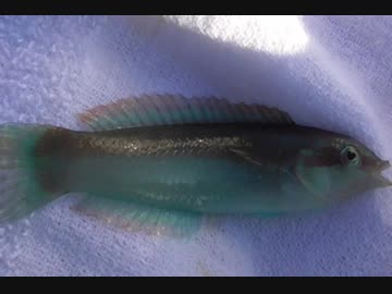 釣り動画ロマンを求めて 97釣目（秋谷漁港：前編)