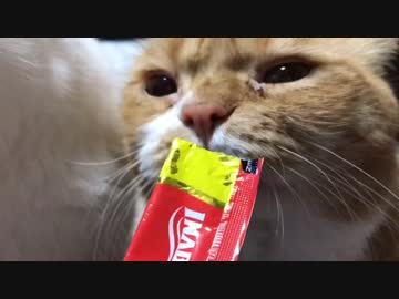 【マンチカンズ】ちゅーる大好きマンチカン一家