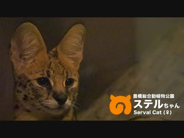 【17年10月版】のんほいパークのサーバルちゃんを5分間眺めるだけの動画