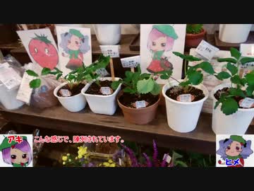 本気農業　「いちご」つくって400万稼ぐ　その6 ゆっくり解説