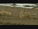 メディブリッジ　ご飯の取り合い