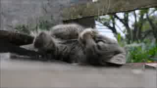 メディブリッジ桜井　評判のごろにゃん
