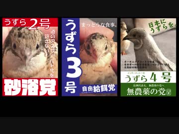 うずら総選挙！