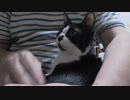 【Jean & Pont 626】保護猫兄弟ケージ外散歩と抱っこの練習
