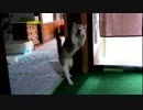 全自動猫じゃらし機！？