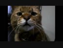 トラネコのふく