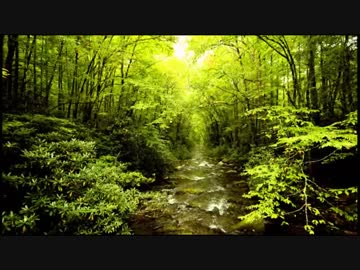 鳥の鳴き声と渓流のせせらぎ（カッコウ多め、60分、作業用、睡眠用BGM）