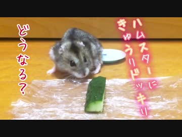 【ハム動画】ハムスターに あのきゅうりドッキリをしてみた！