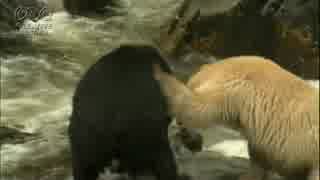すがわら一秀　白いクマと黒いクマ