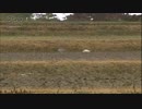 メディブリッジ　二羽で歩く