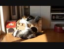 蹴り蹴りミルクっち151212