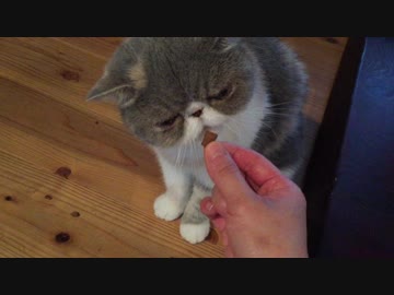 お手出来ます、賢いヤジュちゃん。