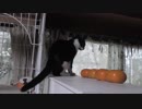 【Jean & Pont 628】気弱な保護猫がこっそりケージを出た