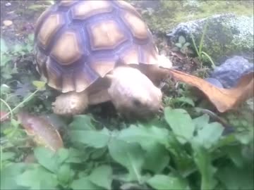 2017.10.24 ケヅメリクガメ。ある日の沙原さん①