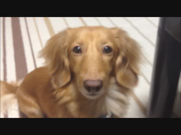 近ごろ犬に悩みがあるみたい・・・