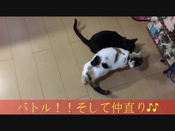 猫ちゃんの仲直り