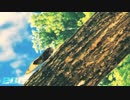 【ニコラップ】ツクツクボウシ【Vulcan Leaf Varista】