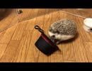 ハリネズミのガム - 33～おしゃれ帽～