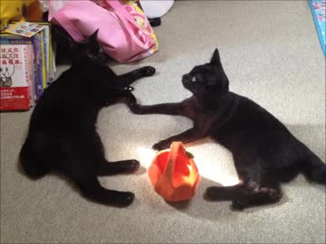 2匹の黒猫が仲良くなるまで