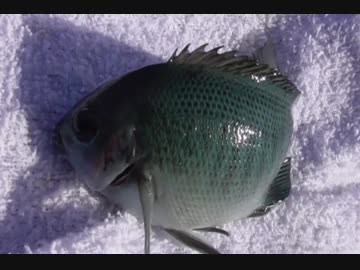 釣り動画ロマンを求めて 97釣目（秋谷漁港：後編)