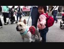 （兄妹愛）妹を牛から守る犬