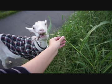 穂先を折るだけの簡単なお仕事です