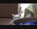 【 子猫 】子猫の全身はバネで出来ている　その25