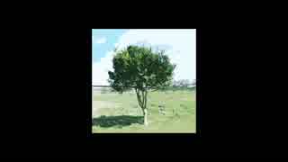 webnokusoyaro 4th Album「試験放送」クロスフェード