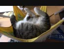ハンモックで寝る子猫の首がない件