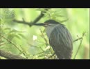 メディブリッジ 一点を見つめる鳥