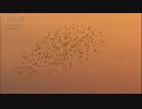 メディブリッジ　息ピッタリな鳥の群れ