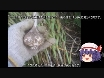 ゆっくり農民68ニンニクを育ててみませんか？#3