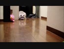 もふもふパンチもふもふキック