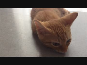 ギターを聴くねこちゃん