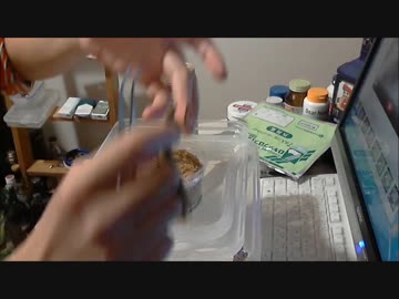 オオカマキリに指を食われかけた人間　その名もユッキー