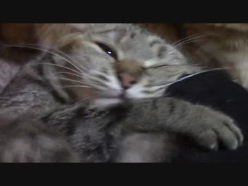 拾いねこ＠生後1937/1904日目　奇襲をしかける月音さん。