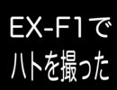EX-F1 ハトの求愛