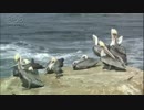 メディブリッジ 自分の羽を毛づくろい